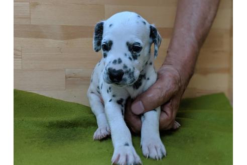 成約済の愛知県のダルメシアン-78635の4枚目