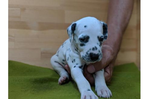 成約済の愛知県のダルメシアン-78635の3枚目