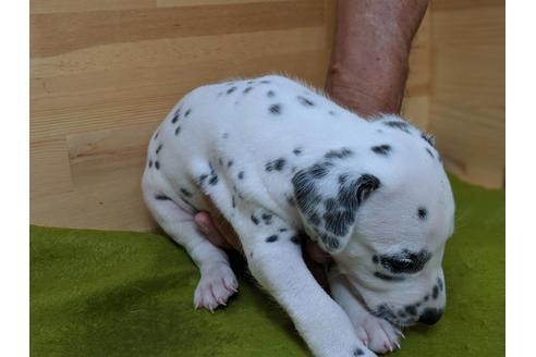 成約済の愛知県のダルメシアン-78635の2枚目
