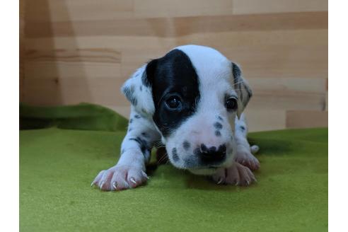 成約済の愛知県のダルメシアン-78636