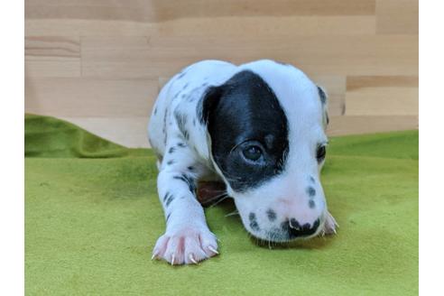 成約済の愛知県のダルメシアン-78636の5枚目