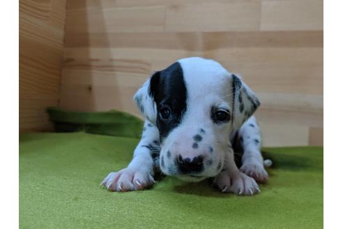 成約済の愛知県のダルメシアン-78636の4枚目