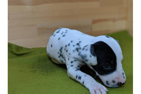 成約済の愛知県のダルメシアン-78636の2枚目