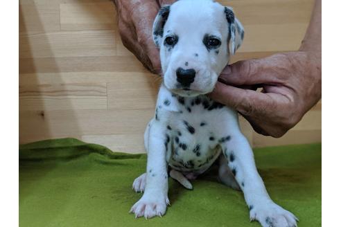 成約済の愛知県のダルメシアン-78637の3枚目