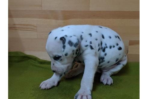 成約済の愛知県のダルメシアン-78637の2枚目