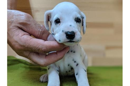 成約済の愛知県のダルメシアン-78639の1枚目