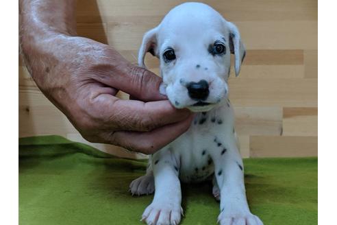 成約済の愛知県のダルメシアン-78639の3枚目
