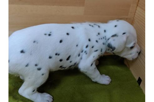 成約済の愛知県のダルメシアン-78639の2枚目