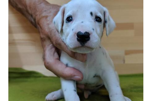 成約済の愛知県のダルメシアン-78640の1枚目