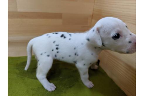 成約済の愛知県のダルメシアン-78640の2枚目