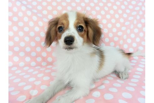 成約済の千葉県のパピヨン-75688の1枚目