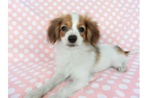 成約済の千葉県のパピヨン-75688の3枚目