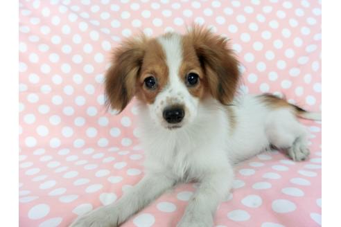 成約済の千葉県のパピヨン-75688の2枚目