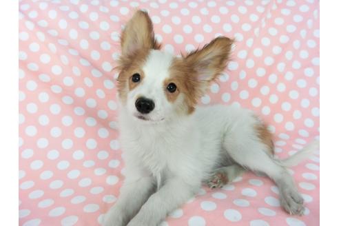 成約済の千葉県のパピヨン-75694