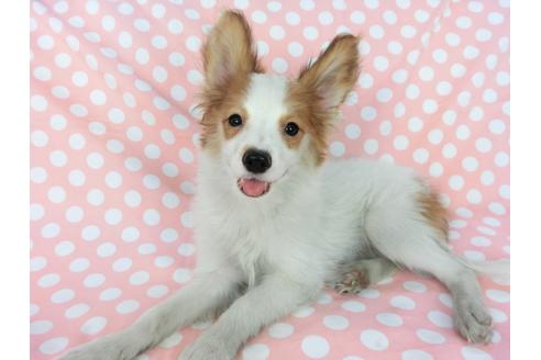 成約済の千葉県のパピヨン-75694の4枚目