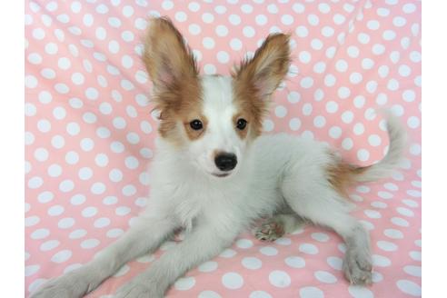 成約済の千葉県のパピヨン-75694の3枚目