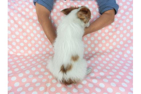 成約済の千葉県のパピヨン-75694の2枚目