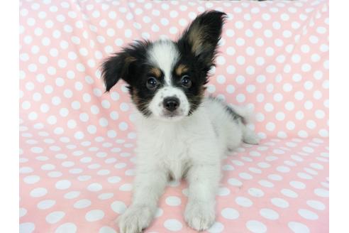 成約済の千葉県のパピヨン-77158の1枚目