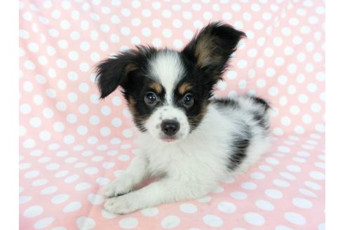 成約済の千葉県のパピヨン-77158の4枚目