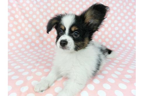 成約済の千葉県のパピヨン-77158の3枚目