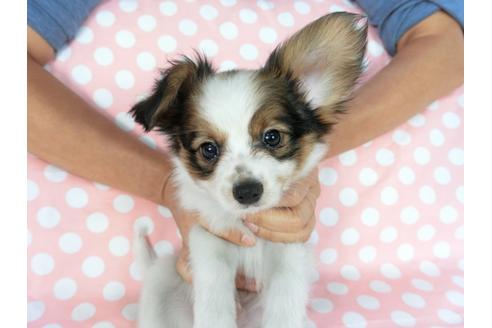 成約済の千葉県のパピヨン-77777