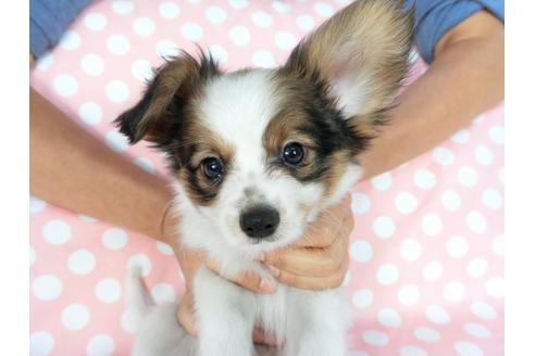 成約済の千葉県のパピヨン-77777の4枚目