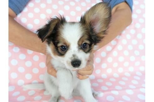 成約済の千葉県のパピヨン-77777の3枚目