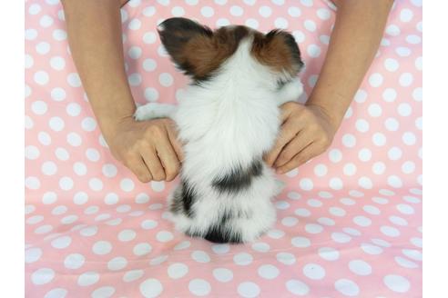 成約済の千葉県のパピヨン-77777の2枚目