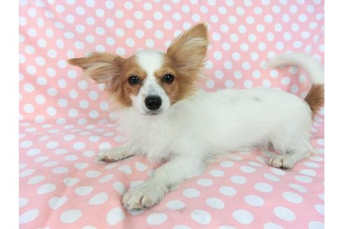 成約済の千葉県のパピヨン-78642