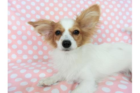 成約済の千葉県のパピヨン-78642の4枚目