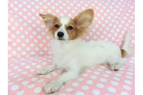 成約済の千葉県のパピヨン-78642の3枚目