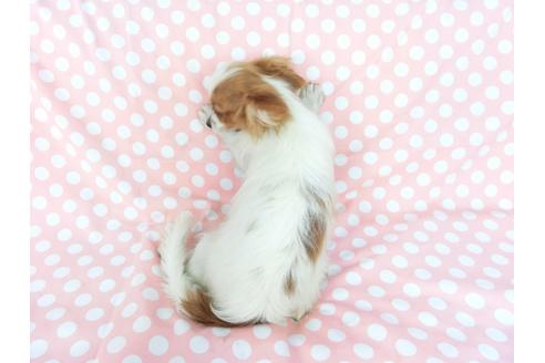 成約済の千葉県のパピヨン-78642の2枚目