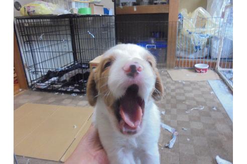 愛知県のブリタニースパニエル 男の子 19 08 06生まれ ホワイト オレンジ 子犬id ブリーダーナビ