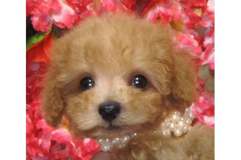 成約済の茨城県のトイプードル-78661