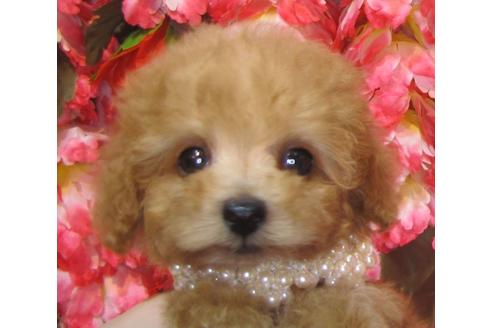 成約済の茨城県のトイプードル-78661の3枚目