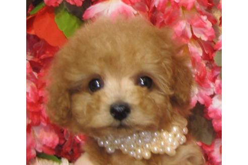 成約済の茨城県のトイプードル-78661の2枚目