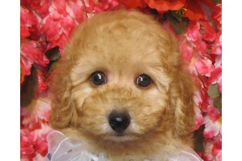 成約済の茨城県のトイプードル-78662の1枚目