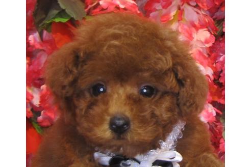 成約済の茨城県のトイプードル-78663の2枚目