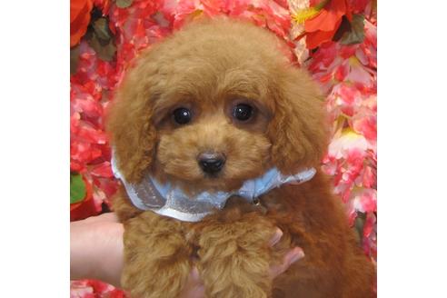 成約済の茨城県のトイプードル-78665の1枚目