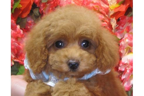 成約済の茨城県のトイプードル-78665の2枚目