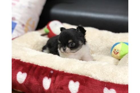 成約済の香川県のチワワ(ロングコート)-78308の3枚目