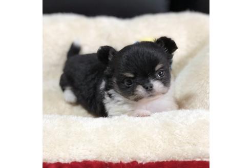 成約済の香川県のチワワ(ロングコート)-78308の1枚目