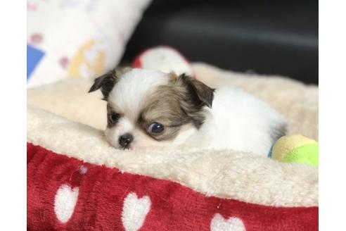 成約済の香川県のチワワ(ロングコート)-78310の2枚目