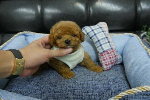 成約済の埼玉県のタイニープードル-78688の10枚目