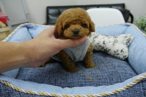 成約済の埼玉県のタイニープードル-78690の1枚目