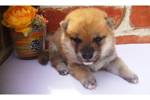 成約済の福岡県の豆柴-77547の4枚目