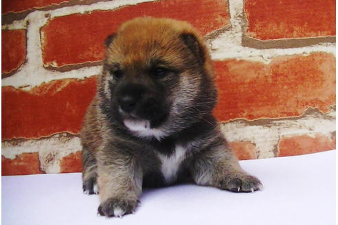 成約済の福岡県の豆柴-77550の14枚目