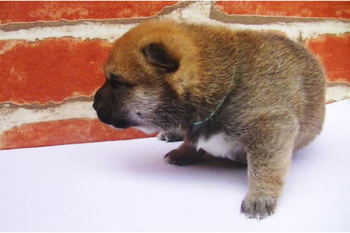 成約済の福岡県の豆柴-77550の13枚目