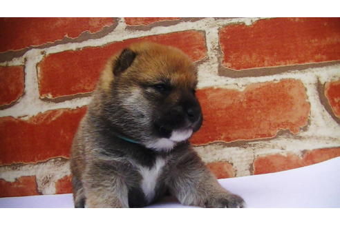 成約済の福岡県の豆柴-77550の12枚目