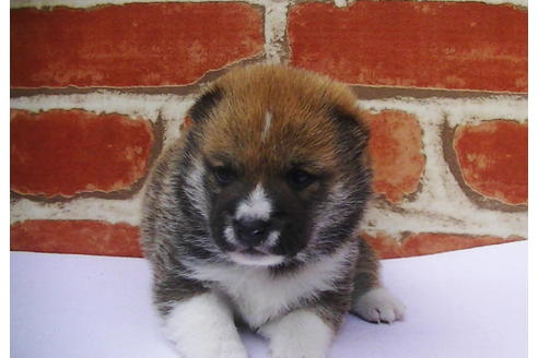 成約済の福岡県の豆柴-77553の12枚目